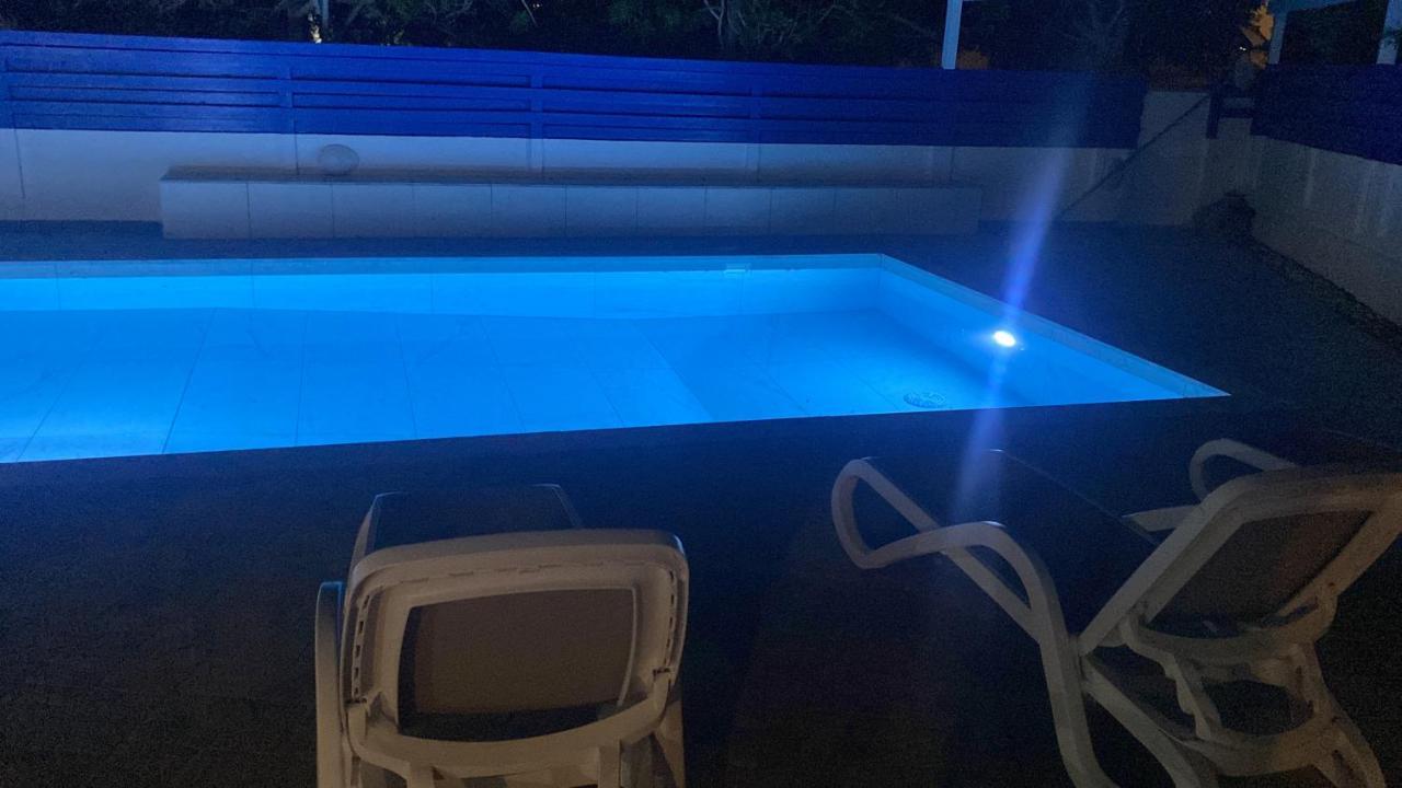 Willa Olive Tree -